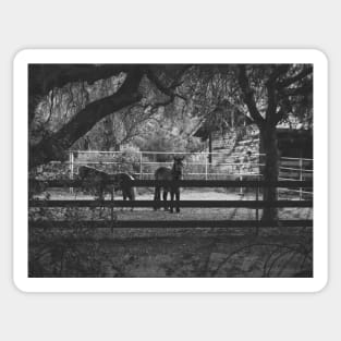 Photo of Horse in Stable Early Morning in California Ranch V3 Sticker